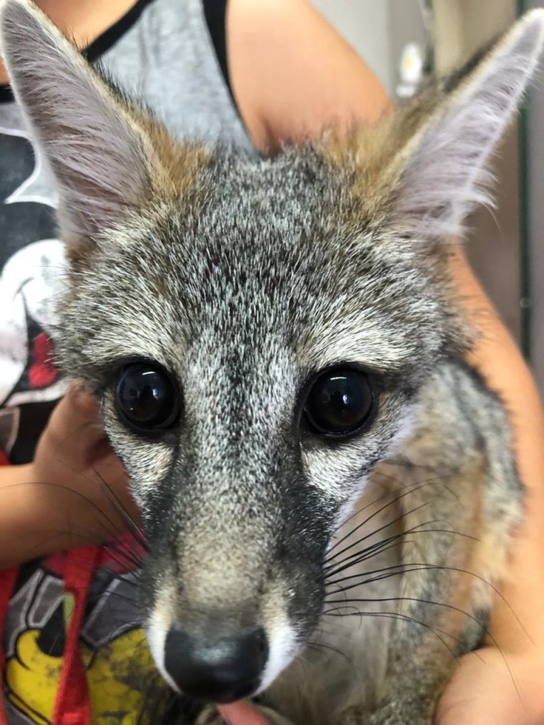 Rescata CMACC Cuauhtémoc a una zorra gris