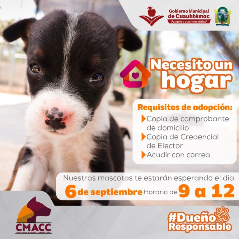 Este domingo, el CMACC te invita a adoptar una mascota