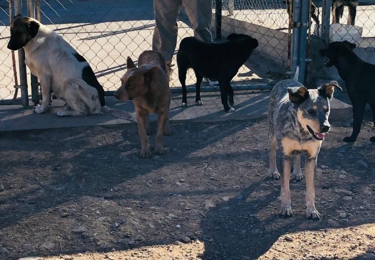 Piden esta navidad regalar mascotas en adopción