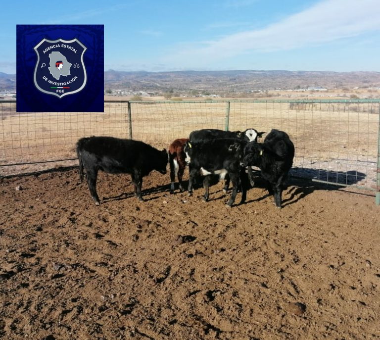 Asegura AEI 5 cabezas de ganado robado