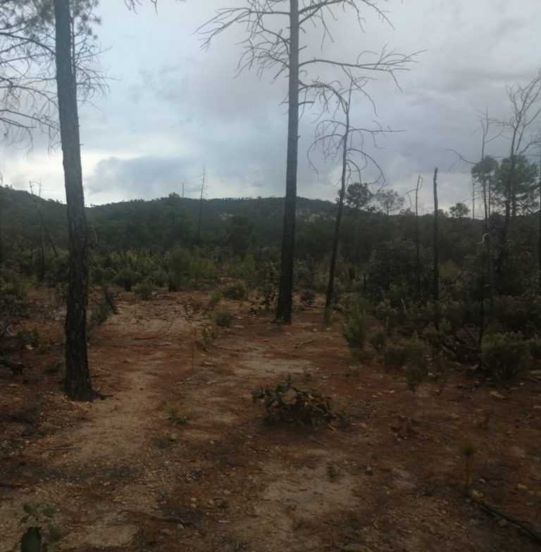 Encuentran cuerpo en fosa clandestina en Guerrero