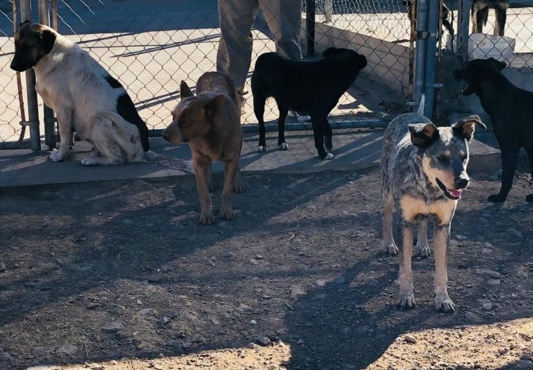 Logró CMACC hogar para 317 mascotas en 2020