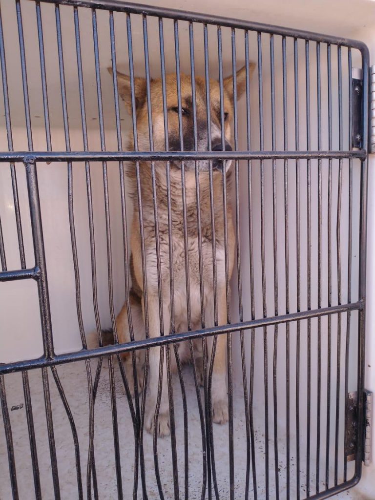 Niña es mordida por perro en la Moisés Caraveo