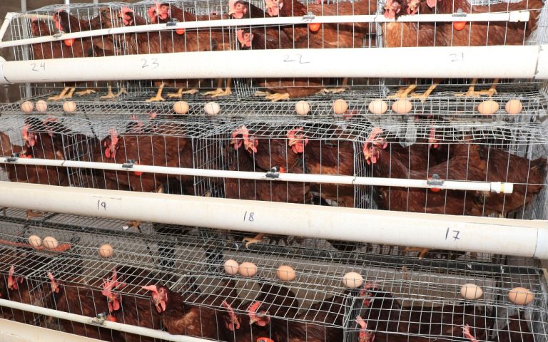 Constata Desarrollo Rural funcionamiento de granjas avícolas