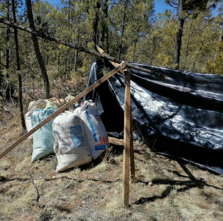 Asegura AEI mariguana en improvisado campamento en Moris