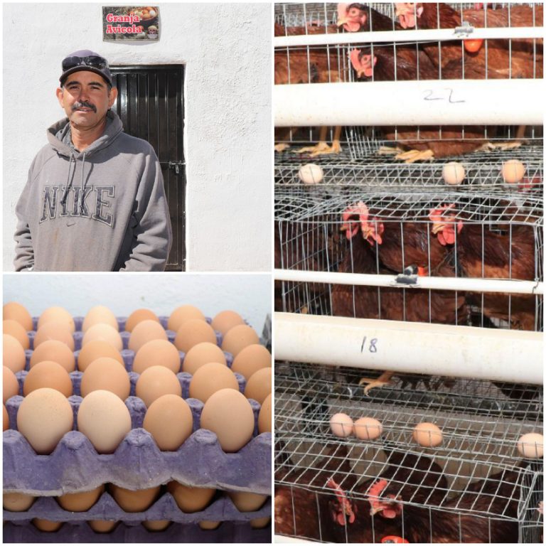Ejidatario expande producción de huevo gracias a apoyos de Desarrollo Rural