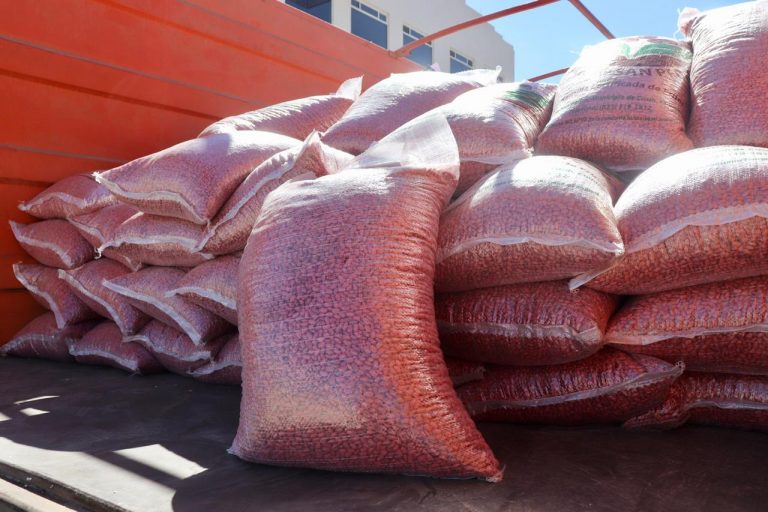 Otorgará Municipio de Cuauhtémoc semilla de frijol para estimular siembras