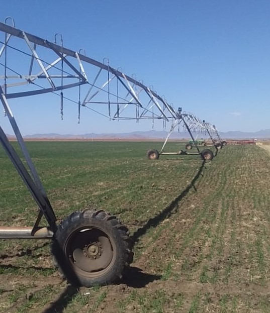 Roban 20 mil pesos en cable de sistema de riego