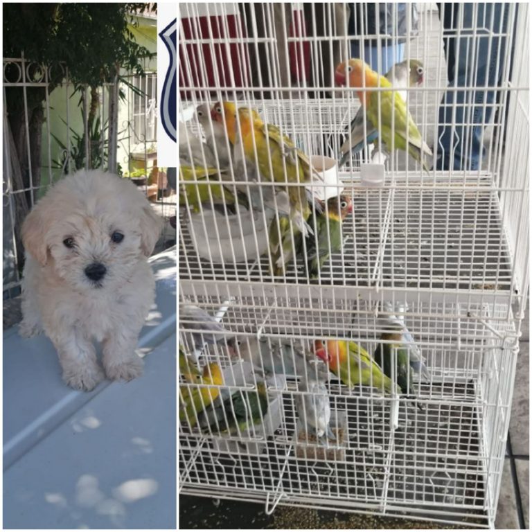 Recupera AEI mascotas reportadas robadas