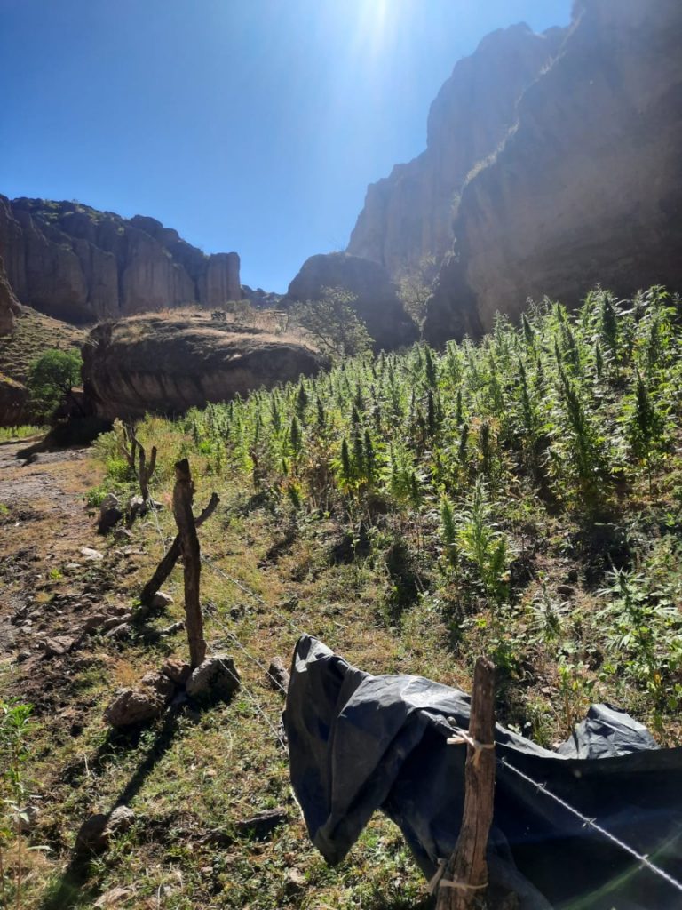 Destruyen en Nonoava plantío con más de una tonelada de mariguana