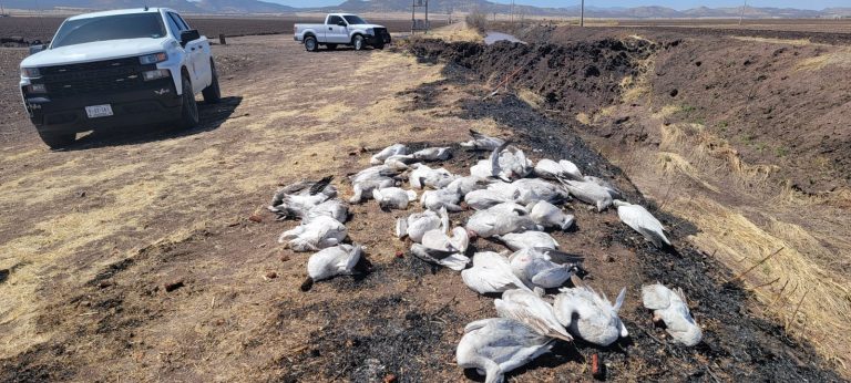 Muerte de gansos en Rubio pudiera haberse derivado de una intoxicación