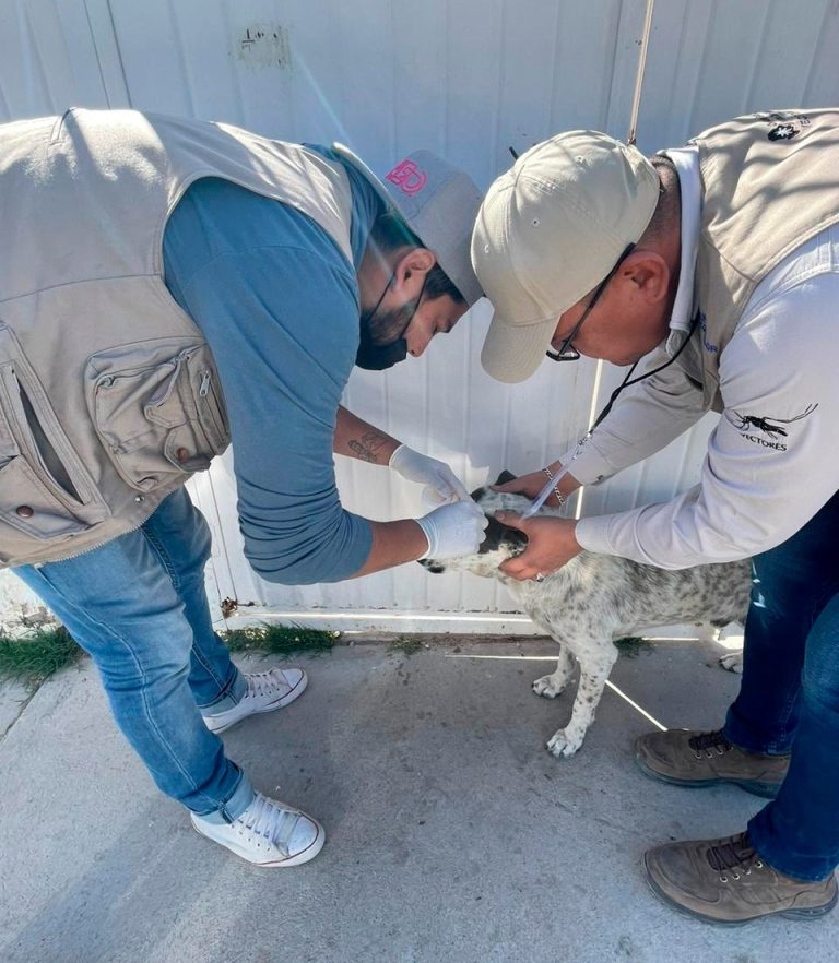 Emite Secretaría de Salud acciones preventivas para la rickettsiosis