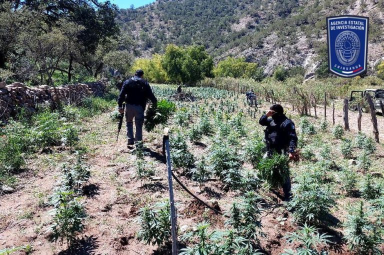 Destruye FGE Occidente plantío de mariguana en Nonoava