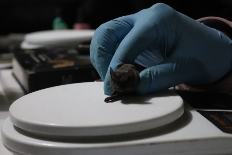 Detectan colonia de murciélagos en Cuauhtémoc; Expertos de la UACH capacitan a autoridades locales en su manejo