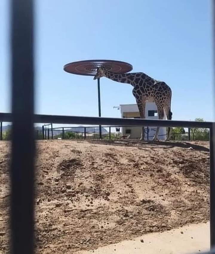 Reubican a la jirafa Benito en zoológico de Puebla