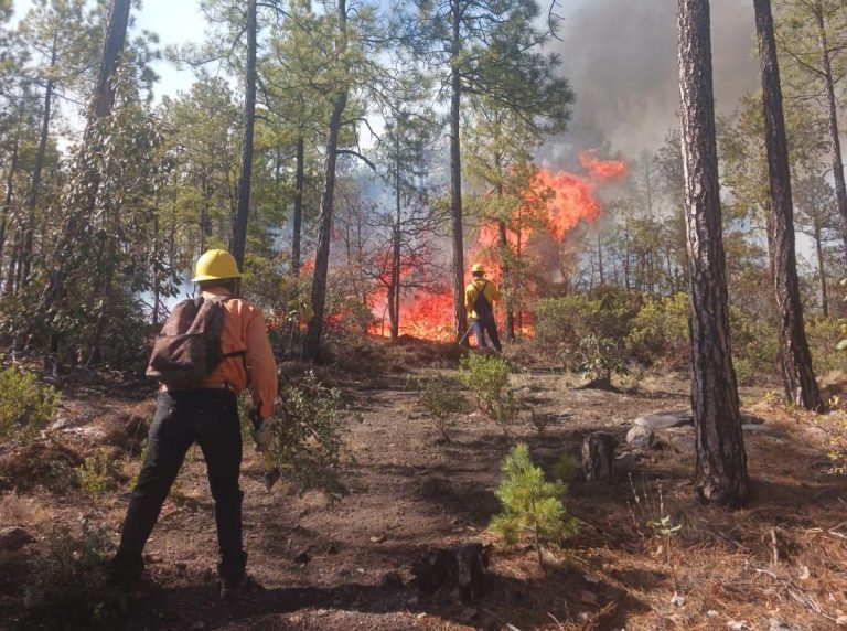 Debe Gobierno Federal apoyar en el combate a incendios forestales: Congreso