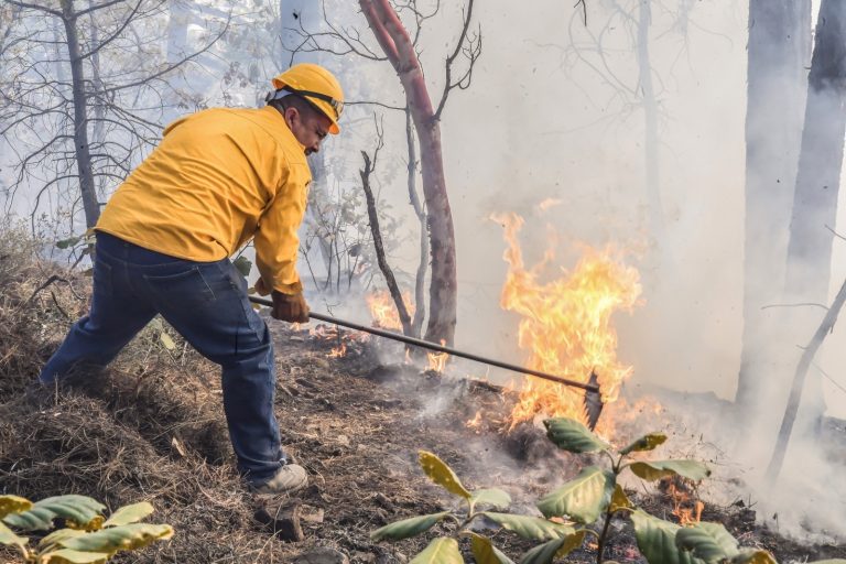 Suman 68 mil hectáreas afectadas por incendios forestales en el estado