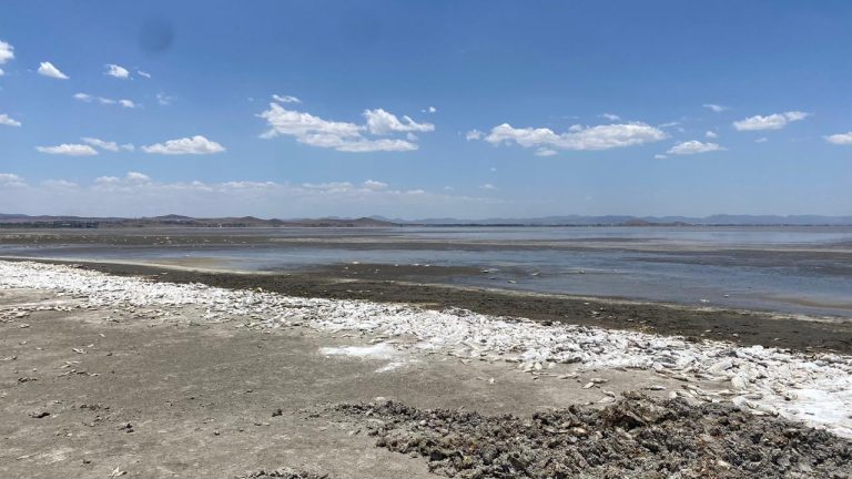 Peces muertos en la Laguna de Bustillos serán enterrados