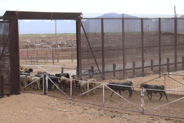 Se reactiva la exportación de ganado en pie por el Puerto de San Gerónimo-Santa Teresa