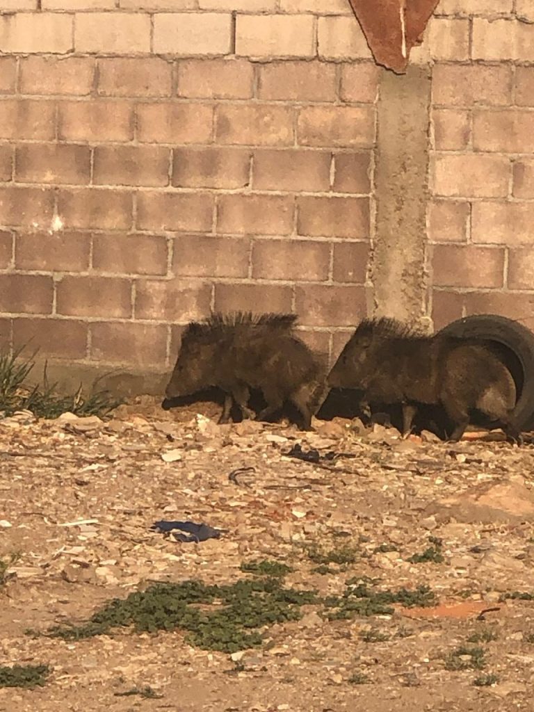 Rescatan a jabalís y los liberan en su hábitat, en Cuauhtémoc