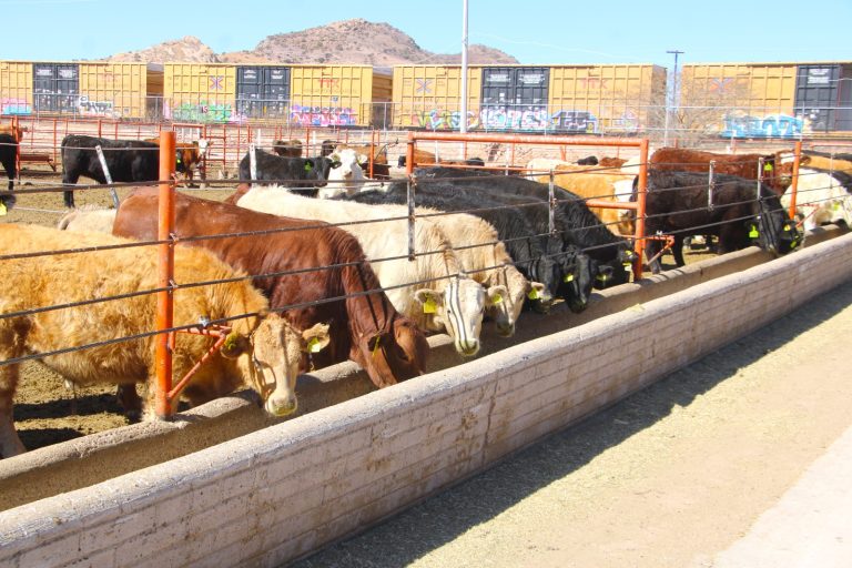 Abre SDR convocatoria del programa de maíz subsidiado para bovinos y especies menores