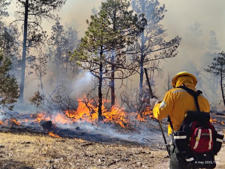 Cerca de 400 combatientes enfrentan 14 incendios forestales en la Sierra Tarahumara