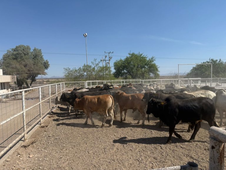 Refuerza Gobierno del Estado inspecciones sanitarias de ganado para prevenir presencia del gusano barrenador