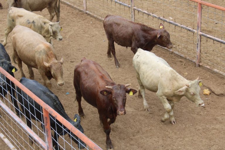 Buscan sancionar conductas que afectan a ganado chihuahuense