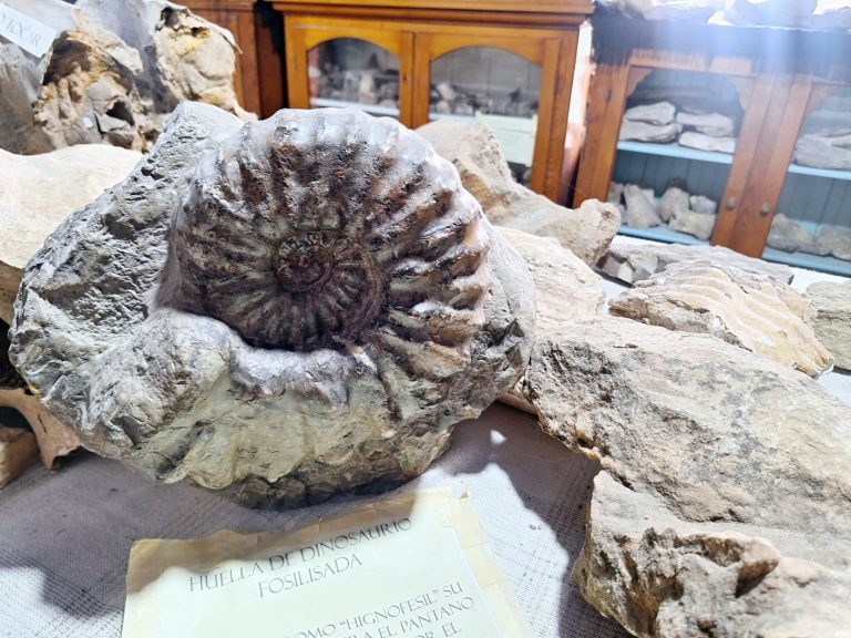 Visita el Museo Favela y viaja miles de años en el tiempo