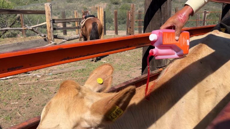 Inicia vacunación para proteger al ganado del gusano barrenador en Cuauhtémoc