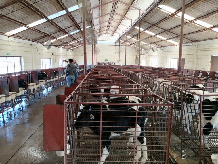 Abre SDR convocatoria de apoyos para la inseminación artificial de bovinos