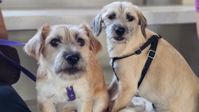 Más de 600 esterilizaciones de mascotas en 1a Campaña, en Cuauhtémoc