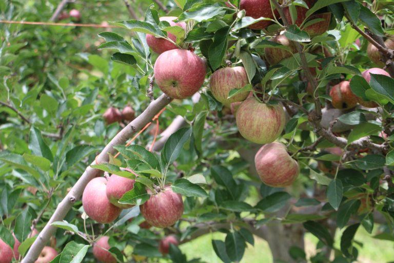 Es Chihuahua líder productor de manzana con el 85% del total nacional