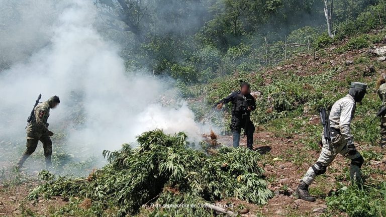 Destruye SSPE plantío de marihuana y neutraliza artefactos explosivos en el municipio de Moris