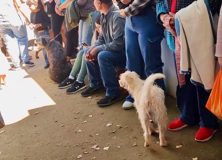 Esterilizan 250 mascotas en segunda campaña a bajo costo en Cuauhtémoc