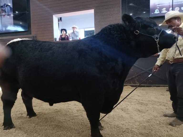 Impulsa SDR alternativas de comercialización con subastas de novillos en Expogan 2025