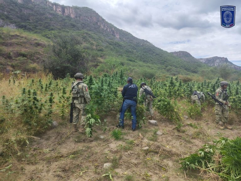 Destruyen AEI y SEDENA tres plantíos de mariguana en Ocampo