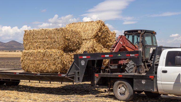 Entregan pacas de rastrojo a 456 productores del municipio de Cuauhtémoc
