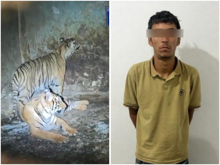 Aseguran dos tigres tras arresto de hombre con semilla de mariguana y balas en Nonoava